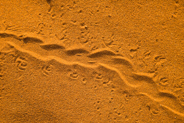 Rastros Desierto Namib Namibia Africa