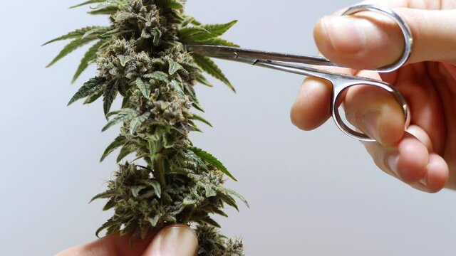 Trimming cannabis plant branch with scissors. Marijuana buds. Harvesting hemp