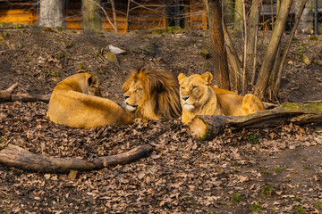 Three lions lie on glade with and trees bushes around