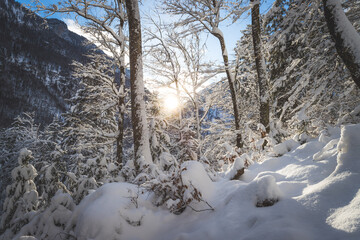 Sunny winter landscape in the nature: Snowy trees, wilderness
