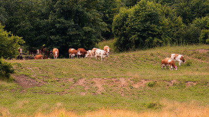Cows walking in a pasture in the wild
