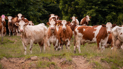 Fototapeta na wymiar Cows are watching carefully for the impending threat