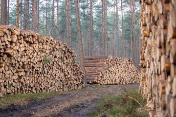 Wood pile along the forest road
