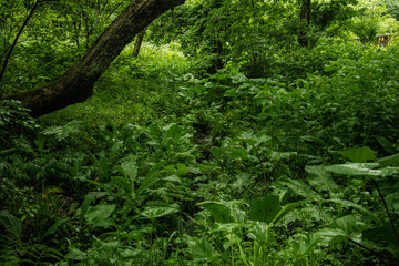 兵庫県・深い森の小川