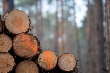 wycinka lasu kłody drewno mazowieckie
