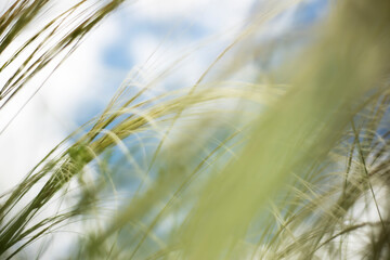Fototapeta premium Blurred motion of grass against a blue sky with white clouds.