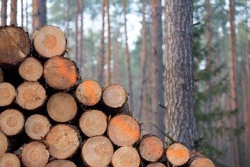 ecology deforestation Wooden Logs with forest on Background deforestation
