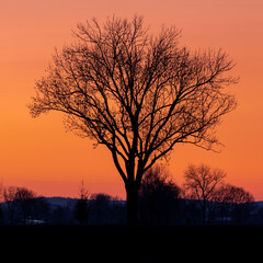 Fototapeta na wymiar Baum vor brennendem Himmel bei Sonnenuntergang
