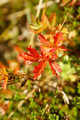 Macro photography of red leaves on autumn day in austrian alps