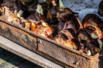 Flower bulbs with sprouts in a vintage rusty box. Organic natural  still life with growing green sprouts. Close-up sprouting bulbs for environmental concept. 
