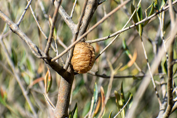 close up shot of a Mantis eggs  Ootheca on an olive tree.