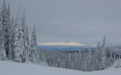 雪に覆われた針葉樹林と雪雲
