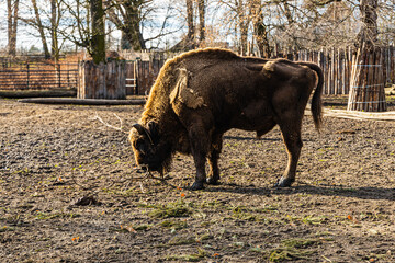 Big wisent Bison bonasus walking on large glade