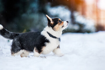 dog running in the snow welsh corgi pembroke breed puppy
