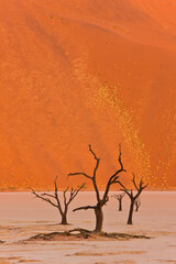 Fototapeta na wymiar Valle Muerte Sossus Vlei Desierto Namib Namibia Africa