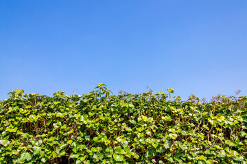 Fototapeta na wymiar Neatly cut green Ivy (hedera) hedge shrub background with a clear blue sky and copy space, stock photo image