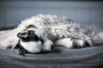 A small white dog puppy breed siberian husky with beautiful blue eyes lays on grey carpet. Dogs and pet photography