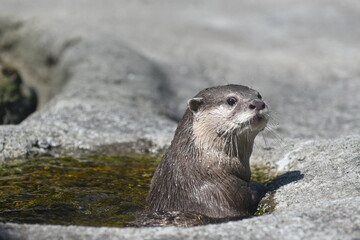 コツメカワウソ