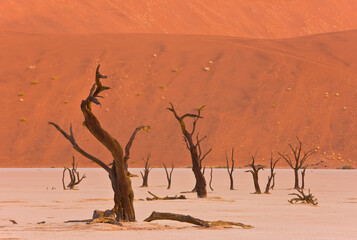 Fototapeta na wymiar Valle Muerte Sossus Vlei Desierto Namib Namibia Africa