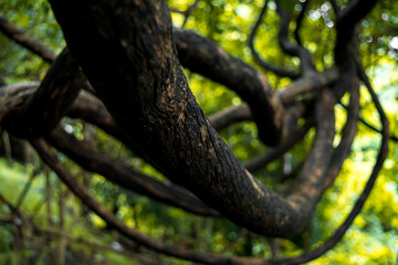 twisted tree vine in western ghats, Maharashtra, India.