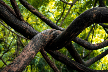 twisted tree vine in western ghats, Maharashtra, India.
