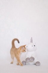 british chinchilla kitten