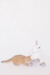 british chinchilla kitten and toy 