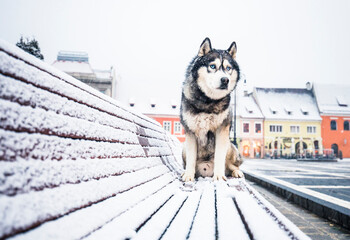 husky dog in the snow