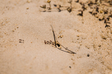 Ants at their nest entrance working, brown sand