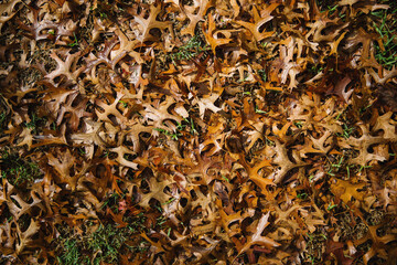 Brown maple leaves on ground