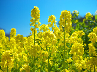 Obraz premium 日本の春、青空に映える菜の花