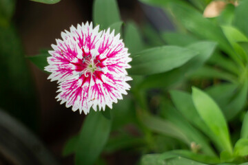 Home garden of green plant pot