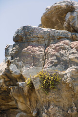 Fototapeta na wymiar Rock formations with yellow flowers growing out of the rock.