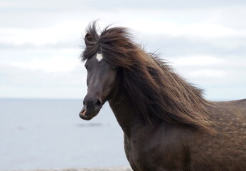 Funny portrait of an icelandic horse with open mouth