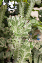 Home garden of green plant pot