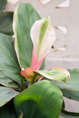 Home garden of green plant pot