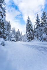 Fototapeta na wymiar Winter landscape in the nature: Footpath, snowy trees and blue sky
