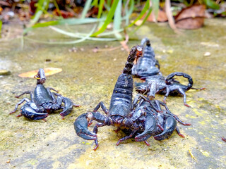 Horde of black scorpions On the ground in the garden