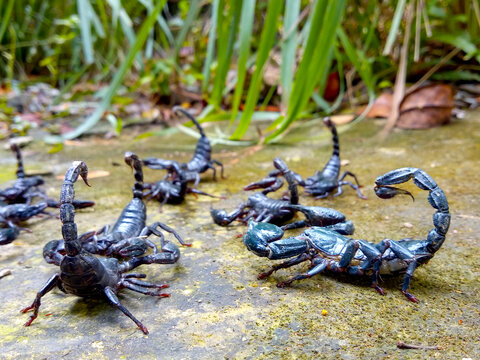 Horde of black scorpions On the ground in the garden