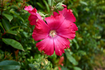 Alcea rosea