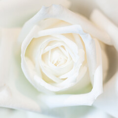 White rose flower bloomming,Top view close up