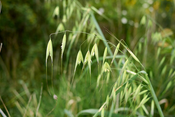Avena sterilis in bloom