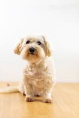 Bichón maltés sentado en el suelo.