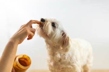 Bichón maltés comiendo crema de cacahuete.