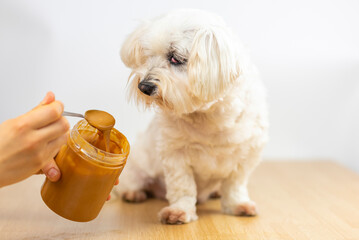 Bichón maltés comiendo crema de cacahuete.