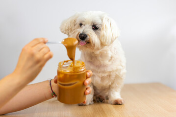 Bichón maltés comiendo crema de cacahuete.