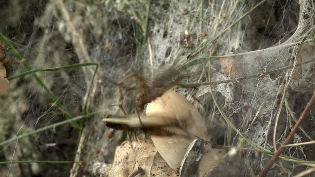 Eine Trichterspinne Agelena labyrinthica wartet am Ende des Fangtrichters in ihrer Wohnh&ouml;hle auf ins Netz gegangene Insekten und erbeutet Grash&uuml;pfer