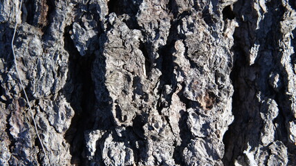 Background bark of an old tree, bark of spruce