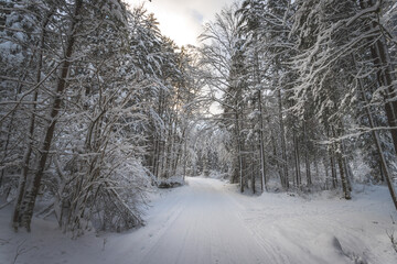 Winter landscape in the nature: Footpath, snowy trees