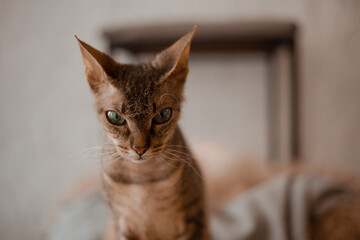 sphinx cat portrait